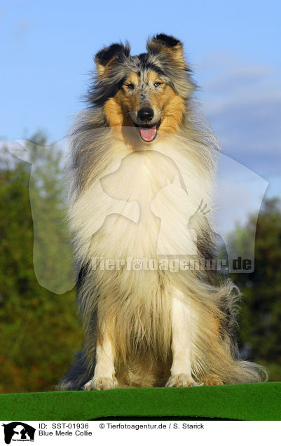 Blue Merle Collie / SST-01936