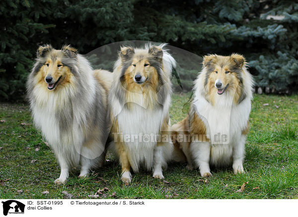drei Collies / three Collies / SST-01995