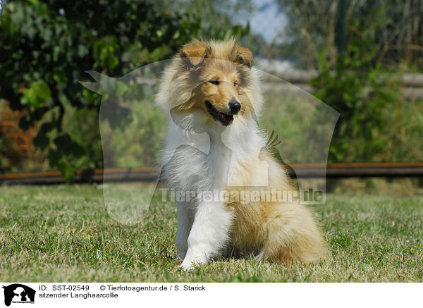 sitzender Langhaarcollie / sitting long-haired Collie / SST-02549