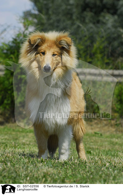 Langhaarcollie / long-haired Collie / SST-02556