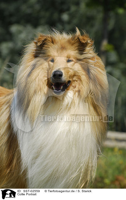 Collie Portrait / Collie Portrait / SST-02559