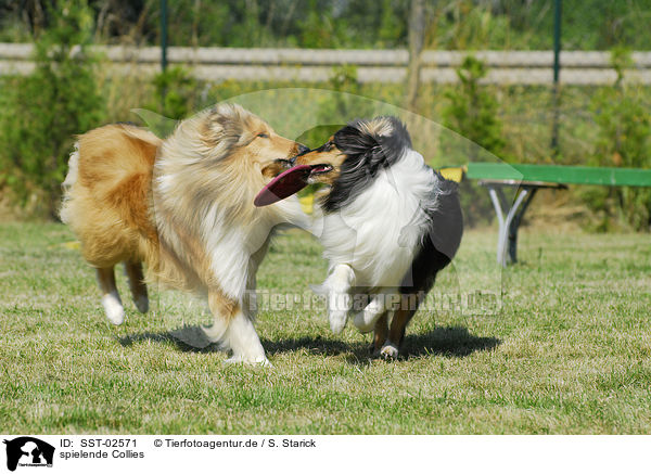 spielende Collies / SST-02571