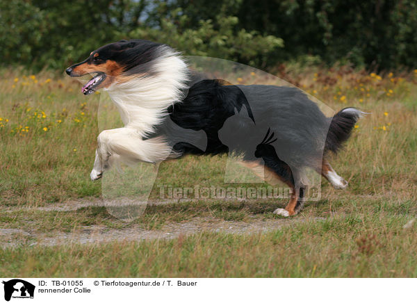 rennender Collie / running Collie / TB-01055