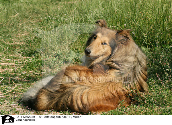 Langhaarcollie / PM-02880