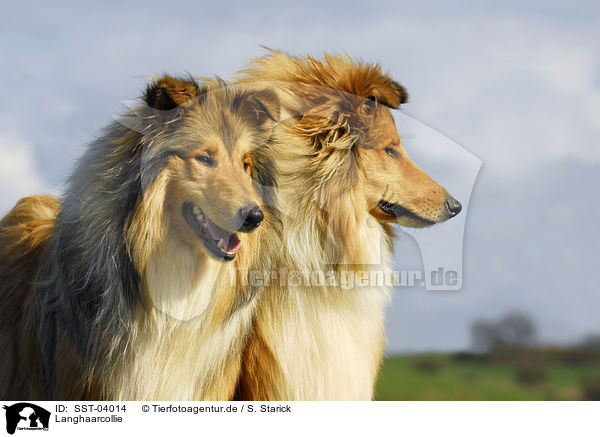 Langhaarcollie / longhaired Collie / SST-04014