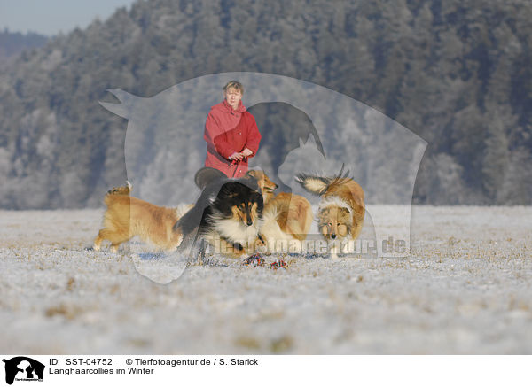 Langhaarcollies im Winter / Collies in winter / SST-04752