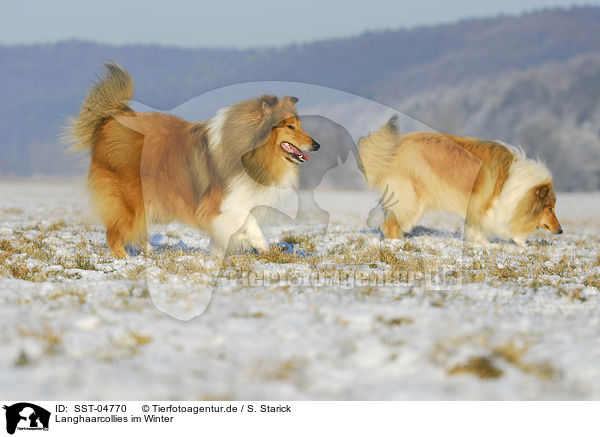 Langhaarcollies im Winter / Collies in winter / SST-04770