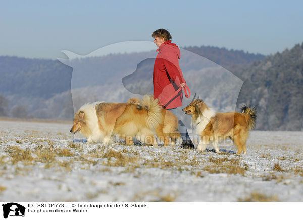 Langhaarcollies im Winter / SST-04773