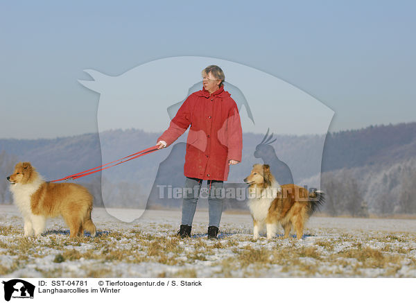 Langhaarcollies im Winter / SST-04781