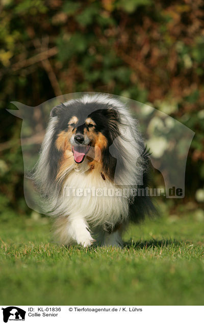 Collie Senior / old collie / KL-01836