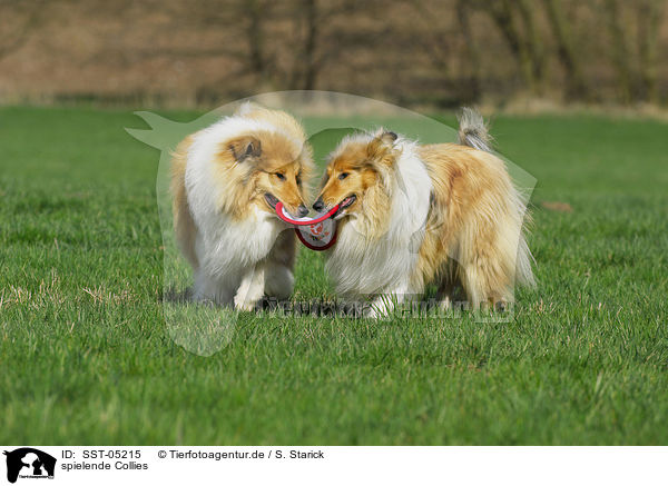 spielende Collies / playing collies / SST-05215