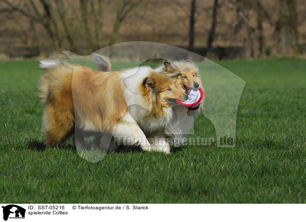 spielende Collies / playing collies / SST-05216