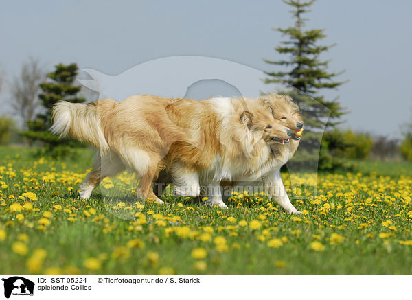 spielende Collies / playing collies / SST-05224