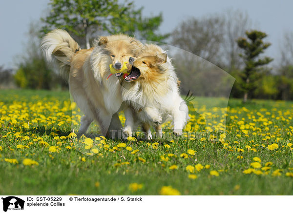 spielende Collies / playing collies / SST-05229