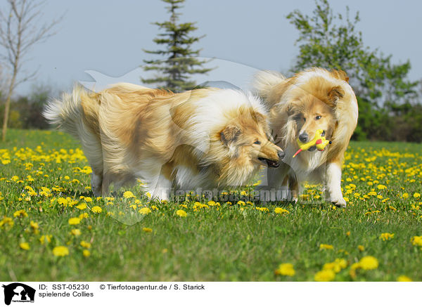 spielende Collies / playing collies / SST-05230