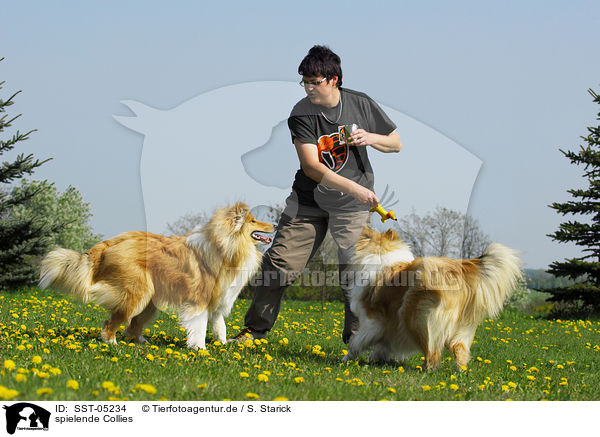 spielende Collies / SST-05234