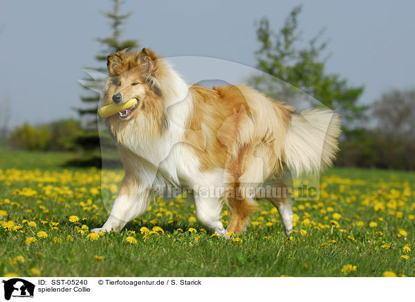 spielender Collie / playing collie / SST-05240
