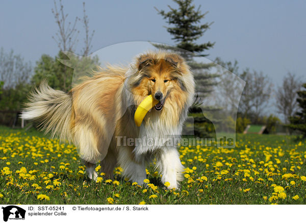 spielender Collie / playing collie / SST-05241