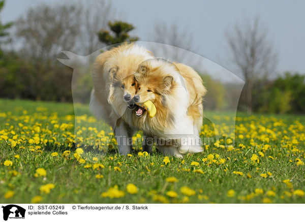 spielende Collies / playing collies / SST-05249