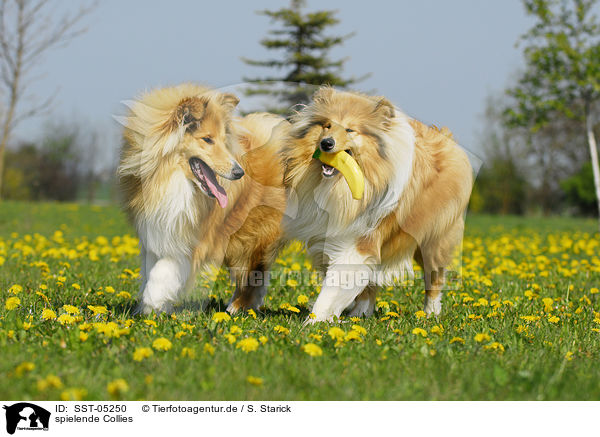 spielende Collies / playing collies / SST-05250