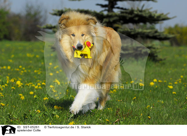 spielender Collie / playing collie / SST-05261