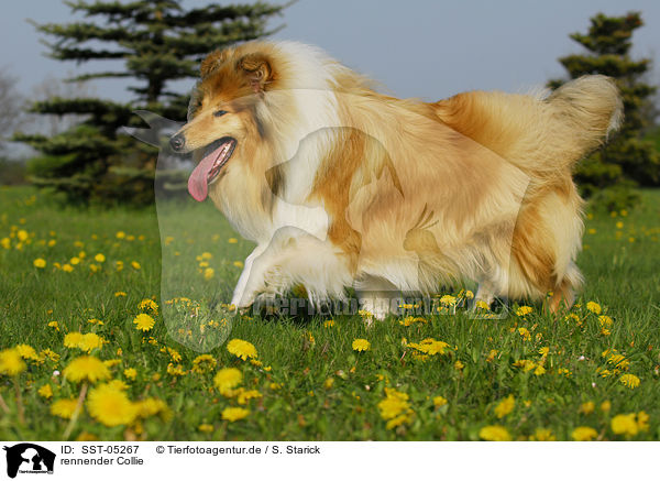 rennender Collie / running collie / SST-05267