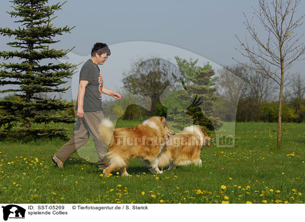 spielende Collies / SST-05269