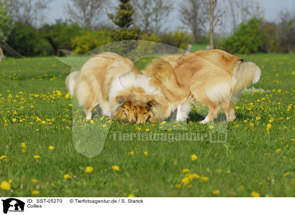 Collies / Collies / SST-05270