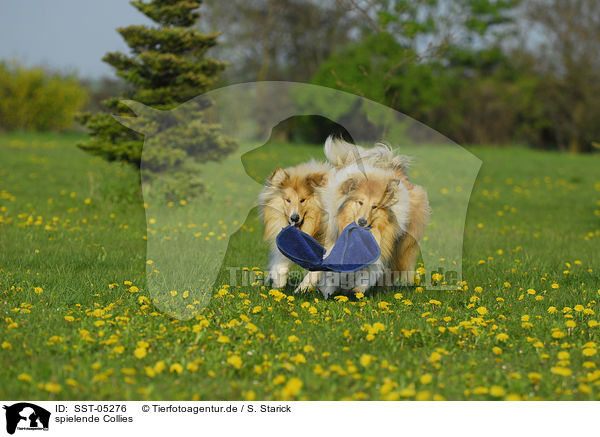 spielende Collies / playing collies / SST-05276