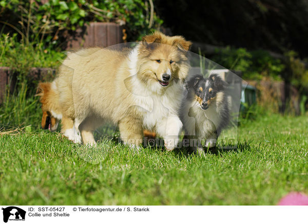 Collie und Sheltie / Collie and Sheltie / SST-05427
