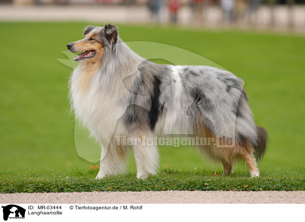 Langhaarcollie / Collie / MR-03444