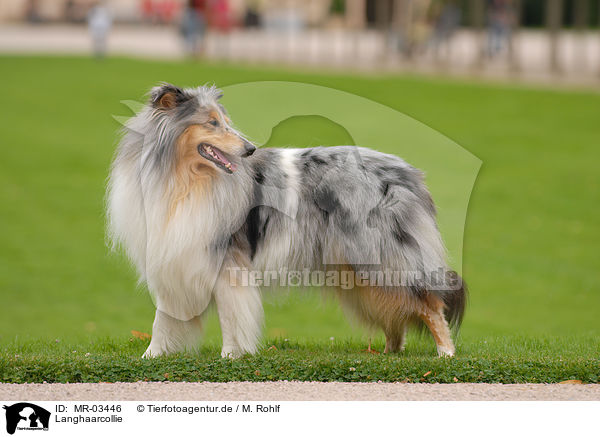 Langhaarcollie / Collie / MR-03446
