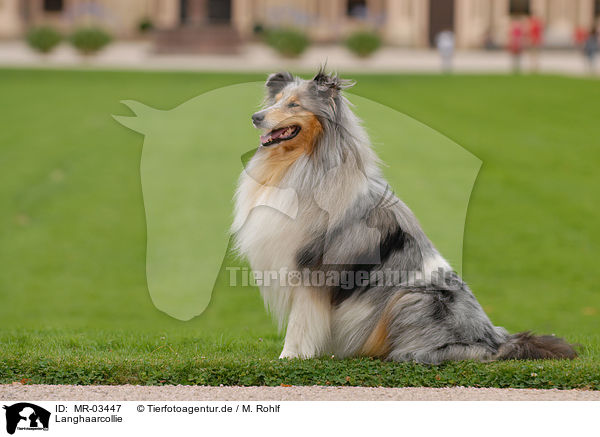Langhaarcollie / Collie / MR-03447