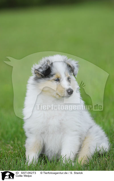 Collie Welpe / SST-06273