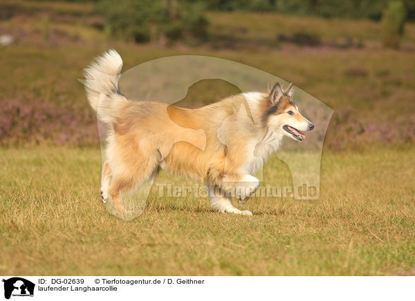 laufender Langhaarcollie / walking longhaired collie / DG-02639
