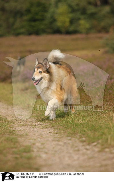 laufender Langhaarcollie / walking longhaired collie / DG-02641