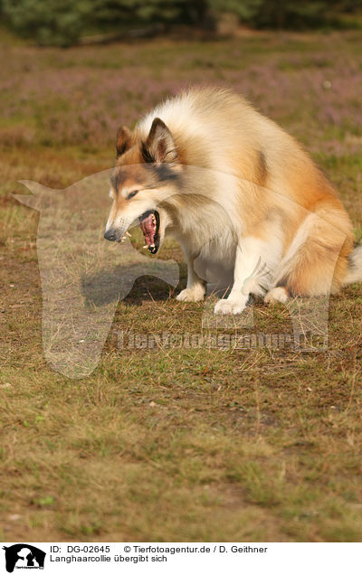 Langhaarcollie bergibt sich / disgorging longhaired collie / DG-02645