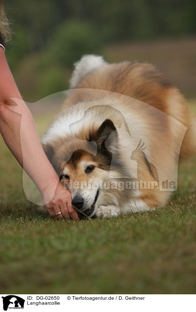 Langhaarcollie / longhaired collie / DG-02650