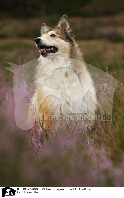 Langhaarcollie / longhaired collie / DG-02660