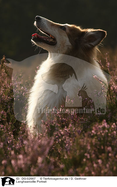 Langhaarcollie Portrait / longhaired collie portrait / DG-02667