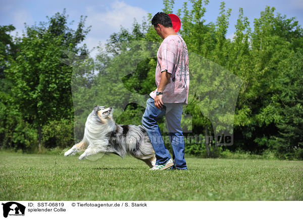 spielender Collie / SST-06819