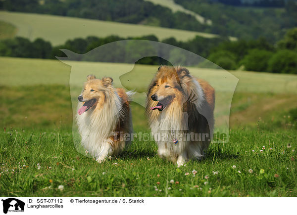Langhaarcollies / longhaired collies / SST-07112