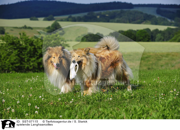 spielende Langhaarcollies / playing longhaired collies / SST-07115