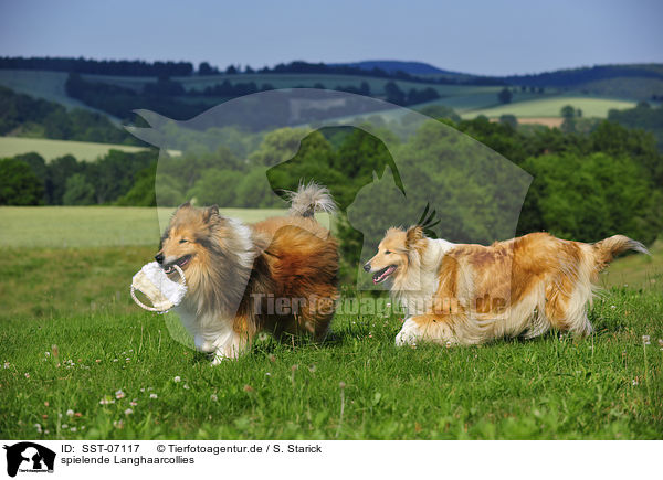 spielende Langhaarcollies / playing longhaired collies / SST-07117
