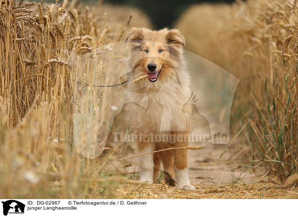 junger Langhaarcollie / young longhaired Collie / DG-02967