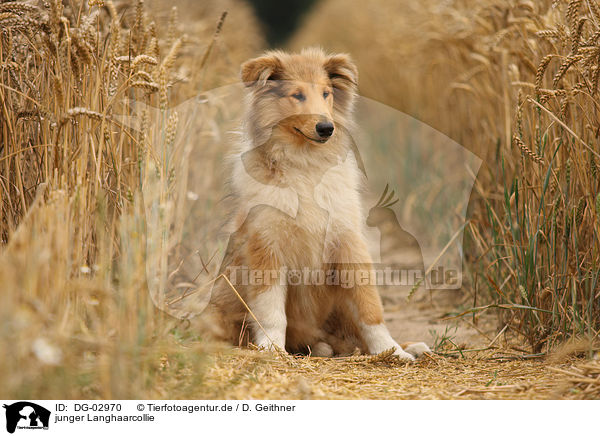 junger Langhaarcollie / young longhaired Collie / DG-02970
