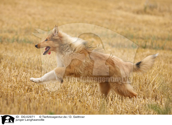 junger Langhaarcollie / young longhaired Collie / DG-02971
