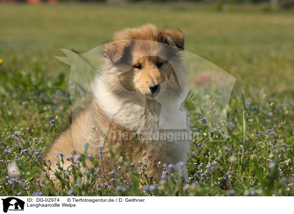 Langhaarcollie Welpe / longhaired Collie puppy / DG-02974