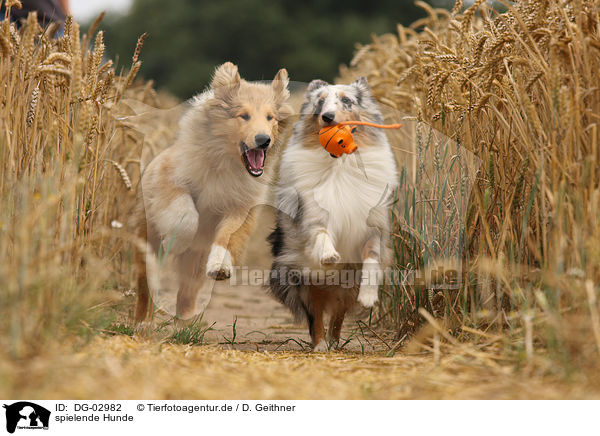 spielende Hunde / playing dogs / DG-02982