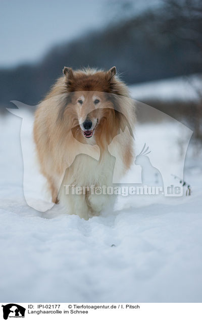 Langhaarcollie im Schnee / IPI-02177